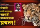 संगमनेर वनविभागाकडून चामडी वाचवण्याचा प्रयत्न! बिबट्यांचे माणसावर वाढते हल्ले; ‘त्या’ तरुणाचा खून झाल्याचाही दावा..