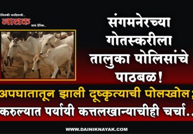 संगमनेरच्या गोतस्करीला तालुका पोलिसांचे पाठबळ! अपघातातून झाली दूष्कृत्याची पोलखोल; करुल्यात पर्यायी कत्तलखान्याचीही चर्चा..
