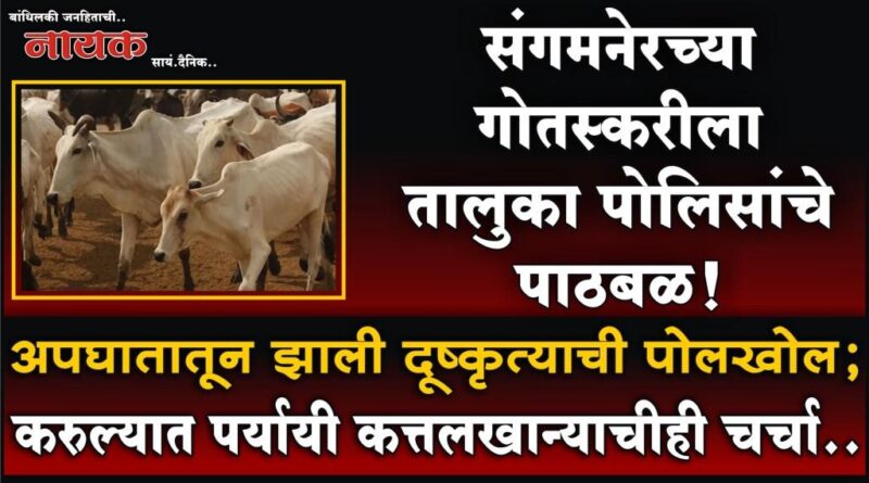 संगमनेरच्या गोतस्करीला तालुका पोलिसांचे पाठबळ! अपघातातून झाली दूष्कृत्याची पोलखोल; करुल्यात पर्यायी कत्तलखान्याचीही चर्चा..
